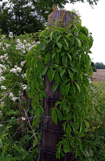 virginia creeper 2